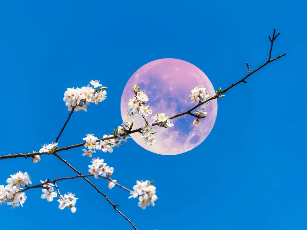 April’s Pink Full Moon in Libra Brings Renewal and Emotional Clarity