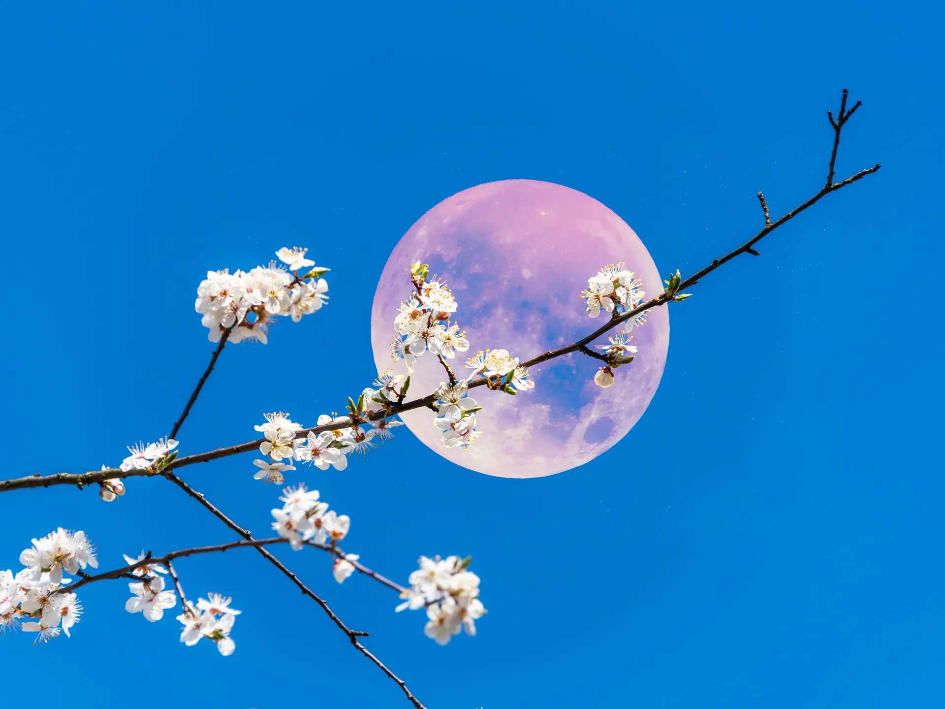 April’s Pink Full Moon in Libra Brings Renewal and Emotional Clarity